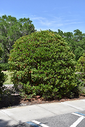 Japanese Blueberry Tree (Elaeocarpus decipiens) at Lakeshore Garden Centres