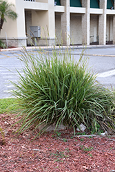 Eastern Gamagrass (Tripsacum dactyloides) at Lakeshore Garden Centres