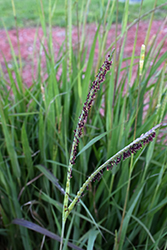 Eastern Gamagrass (Tripsacum dactyloides) at Lakeshore Garden Centres