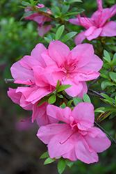 Perfecto Mundo Double Dark Pink Reblooming Azalea (Rhododendron 'NCRX7') at Lakeshore Garden Centres