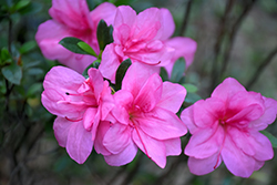 Perfecto Mundo Double Dark Pink Reblooming Azalea (Rhododendron 'NCRX7') at Lakeshore Garden Centres