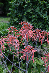 Soap Aloe (Aloe maculata) at Lakeshore Garden Centres