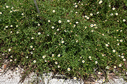 Philidelphia Fleabane (Erigeron philadelphicus) at Lakeshore Garden Centres