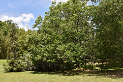 Dunstan Chestnut (Castanea 'Dunstan') at Lakeshore Garden Centres