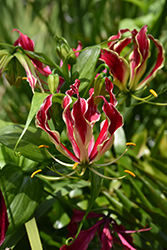Bordeaux Gloriosa Lily (Gloriosa superba 'Bordeaux') at Lakeshore Garden Centres