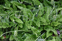 African False Hosta (Drimiopsis maculata) at Lakeshore Garden Centres