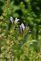 Mexican Oregano (Poliomintha longiflora) at Lakeshore Garden Centres