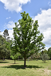 Valley Oak (Quercus lobata) at Lakeshore Garden Centres