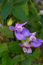 Corkscrew Vine (Cochliasanthus caracalla) at Lakeshore Garden Centres