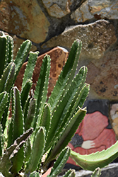 Zulu Giant (Stapelia gigantea) at Lakeshore Garden Centres