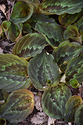 Silver Spot Plant (Kaempferia elegans) at Lakeshore Garden Centres