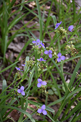 Virginia Spiderwort (Tradescantia virginiana) at Lakeshore Garden Centres