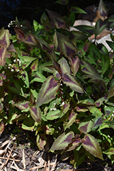 Pink Knotweed (Persicaria capitata) at Lakeshore Garden Centres