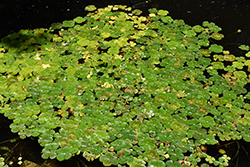 Four Leaf Water Clover (Marsilea mutica) at Lakeshore Garden Centres