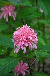 Brazilian Plume Flower (Justicia carnea) at Lakeshore Garden Centres