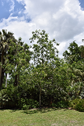 Southern Prickly-ash (Zanthoxylum clava-herculis) at Lakeshore Garden Centres