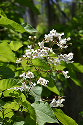Southern Catalpa (Catalpa bignonioides) at Lakeshore Garden Centres