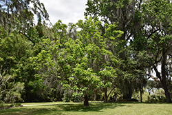 Southern Catalpa (Catalpa bignonioides) at Lakeshore Garden Centres