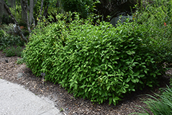 Mexican Honeysuckle (Justicia spicigera) at Lakeshore Garden Centres