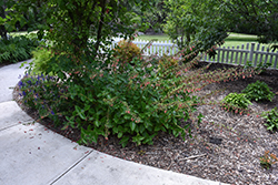 Hardy Red Gloxinia (Sinningia sellovii) at Lakeshore Garden Centres