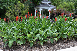 Canna (Canna x generalis) at Lakeshore Garden Centres