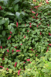Dwarf Chenille Plant (Acalypha reptans) at A Very Successful Garden Center