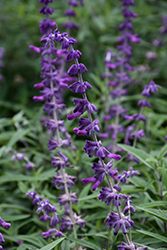 Santa Barbara Mexican Sage (Salvia leucantha 'Santa Barbara') at Lakeshore Garden Centres
