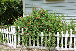 Trumpet Honeysuckle (Lonicera sempervirens) at Lakeshore Garden Centres