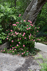 Brazilian Plume Flower (Justicia carnea) at Lakeshore Garden Centres
