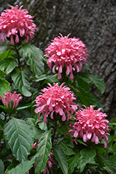 Brazilian Plume Flower (Justicia carnea) at Lakeshore Garden Centres