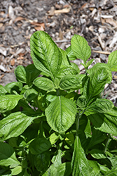 Coral Porterweed (Stachytarpheta mutabilis) at Lakeshore Garden Centres