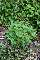 Indian Pink (Spigelia marilandica) at Lakeshore Garden Centres