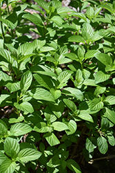 Fruitasia Mint (Mentha 'Fruitasia') at Lakeshore Garden Centres