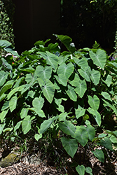 Cranberry Elephant Ear (Colocasia esculenta 'Cranberry') at Lakeshore Garden Centres