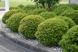 Micron Yaupon Holly (Ilex vomitoria 'Gremicr') at Lakeshore Garden Centres