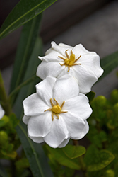 Buttons Gardenia (Gardenia jasminoides 'Buttons') at Lakeshore Garden Centres