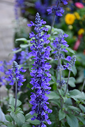 Haematodes Sage (Salvia pratensis 'Haematodes') at Lakeshore Garden Centres