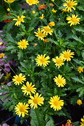 African Bush Daisy (Euryops chrysanthemoides) at Lakeshore Garden Centres