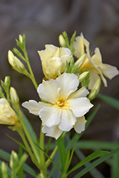 Yellow Oleander (Nerium oleander 'Yellow') at Lakeshore Garden Centres