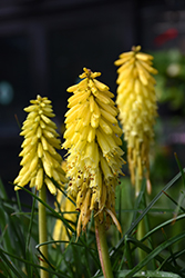Poco Yellow Torchlily (Kniphofia 'Poco Yellow') at Lakeshore Garden Centres