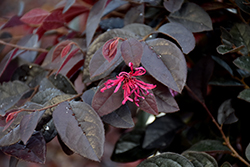 Carolina Midnight Chinese Fringeflower (Loropetalum chinense 'Carolina Midnight') at Lakeshore Garden Centres