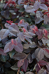 Carolina Midnight Chinese Fringeflower (Loropetalum chinense 'Carolina Midnight') at Lakeshore Garden Centres