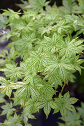 Shigitatsu Sawa Japanese Maple (Acer palmatum 'Shigitatsu Sawa') at Lakeshore Garden Centres