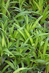 Emerald Goddess Lily Turf (Liriope muscari 'Love Potion No. 13') at Lakeshore Garden Centres