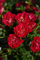 Red Drift Rose (Rosa 'Meigalpio') at Green Thumb Garden Centre