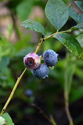Georgia Gem Blueberry (Vaccinium 'Georgia Gem') at Lakeshore Garden Centres