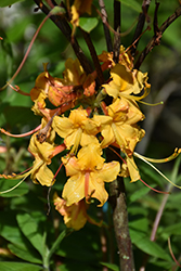 Dancing Rabbit Azalea (Rhododendron 'Dancing Rabbit') at Lakeshore Garden Centres