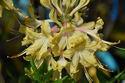 Clear Creek Azalea (Rhododendron 'Clear Creek') at Lakeshore Garden Centres