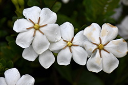 Kleim's Hardy Gardenia (Gardenia jasminoides 'Kleim's Hardy') at Lakeshore Garden Centres
