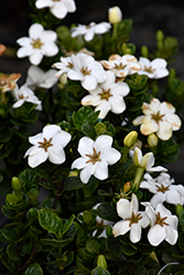 Diamond Spire Gardenia (Gardenia jasminoides 'Leefive') at Lakeshore Garden Centres